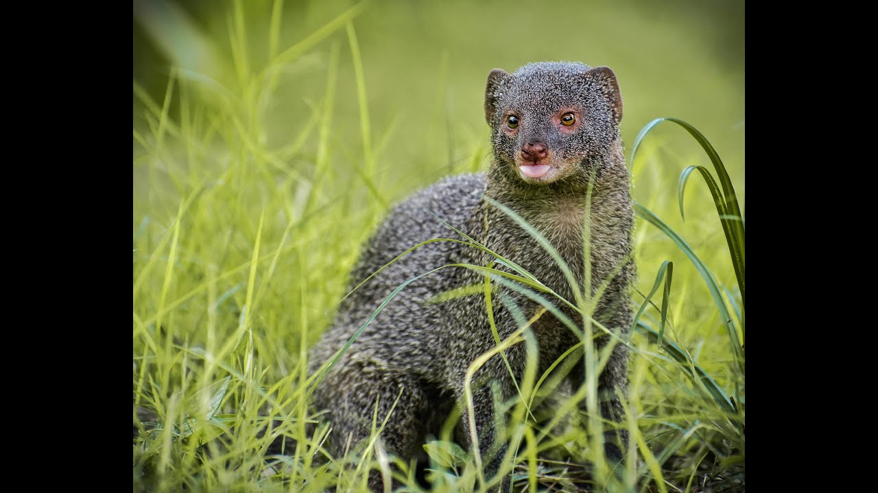 Meet the Mongoose: Nature's Tiny Carnivorous Hunters Unleashing Their Stealthy Skills!