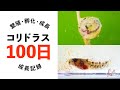 【100日記録】コリドラス・トリリネアータス繁殖~稚魚育成【小型水槽】【コリドラス水槽Part.13】