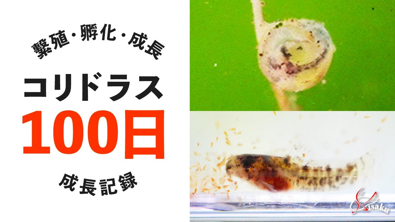 【100日記録】コリドラス・トリリネアータス繁殖～稚魚育成【小型水槽】【コリドラス水槽Part.13】