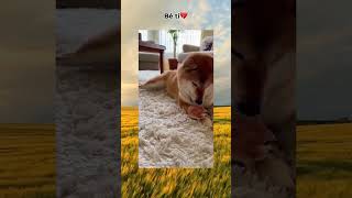 :) #pets #funny #viral #xuhuongyoutube