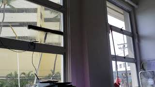 Strange creatures outside my office window