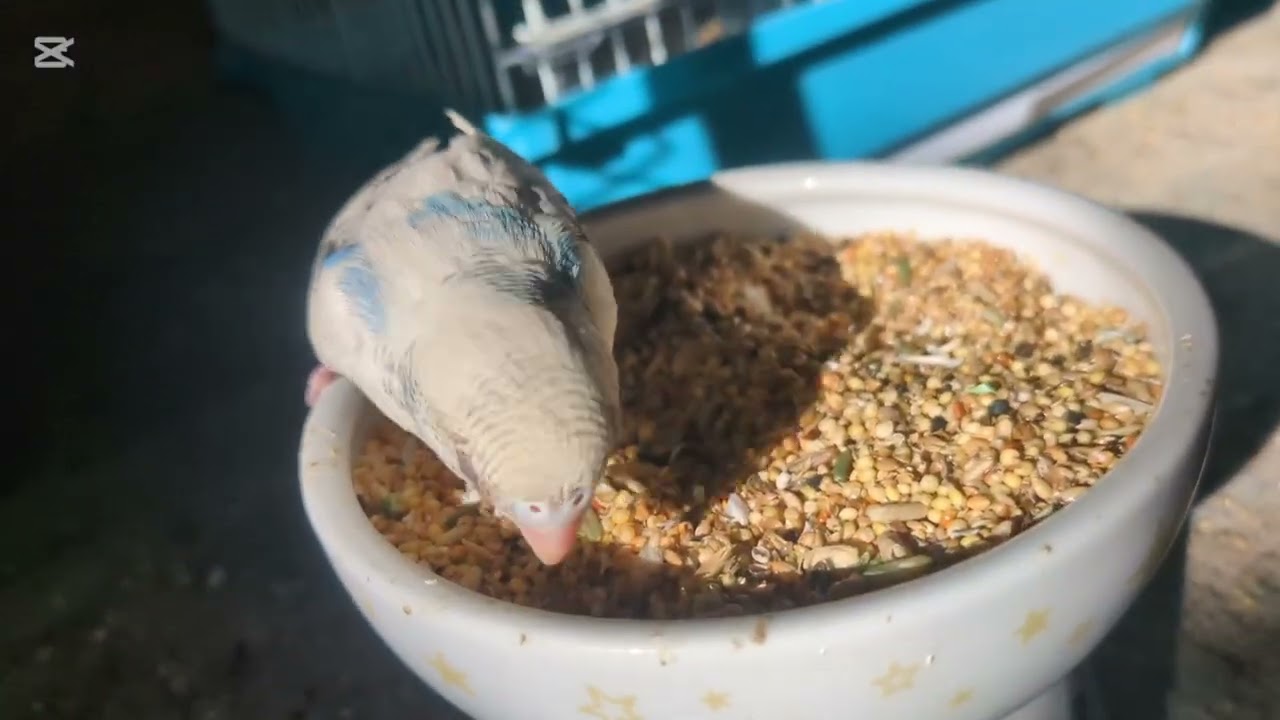 なんて騒々しい我が家!