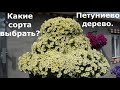 Петуниево дерево, какие сорта петунии лучше выбрать?