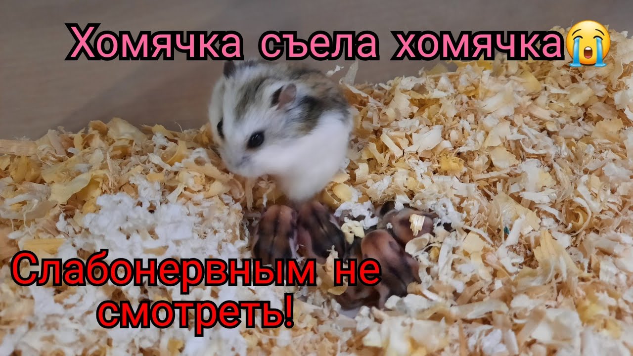 Съели хомячка