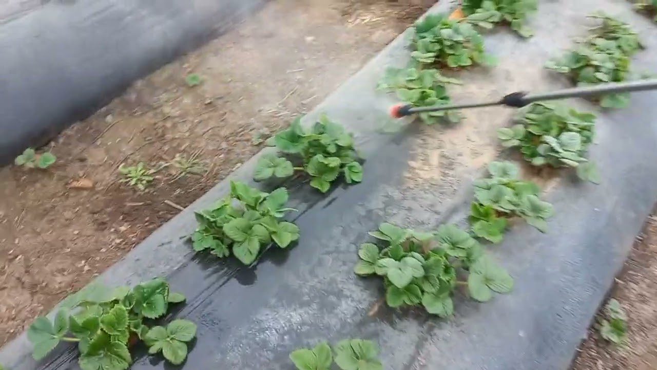 друга обробка полуниці від шкідників і мию росаду