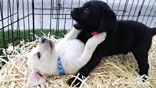 MONTH OLD PUPPIES GET THEIR COLLARS AND WRESTLE!