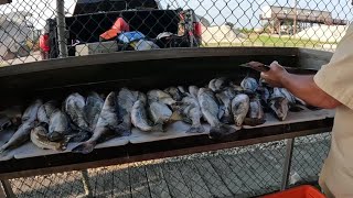 Beautiful Mule Summer Speckled Trout Bite Was On We Found Them Stacked