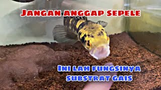 PENTING !!! Manfaat Substrat/Pasir Untuk ikan Channa Maru || Beda Warna Beda Manfaat !!!