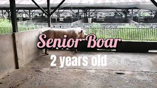 Largewhite senior boar
