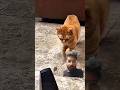 #youtube #youtubeshorts #love #cat