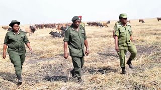 Jeshi la Polisi Nchini latangaza operesheni kali kwa wafugaji wanaoingiza mifugo maeneo yasiyo rasmi