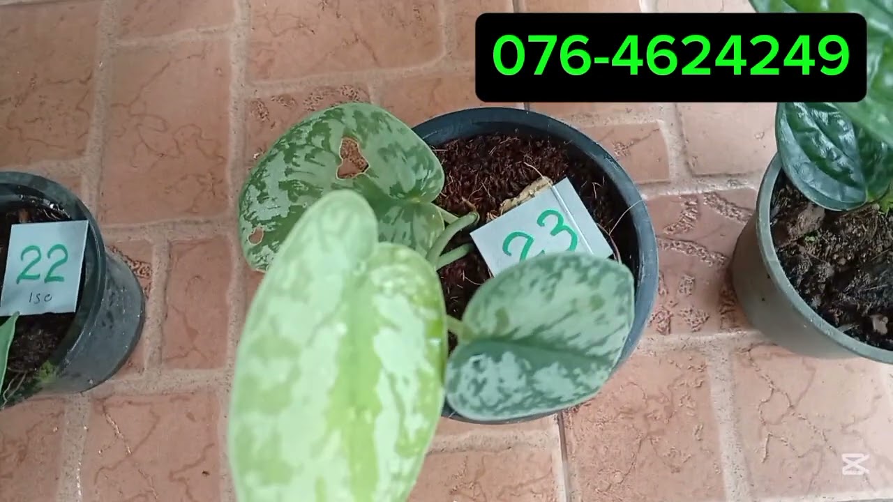 15 වෙනි මල් පැල සේල් එක🌸🌸