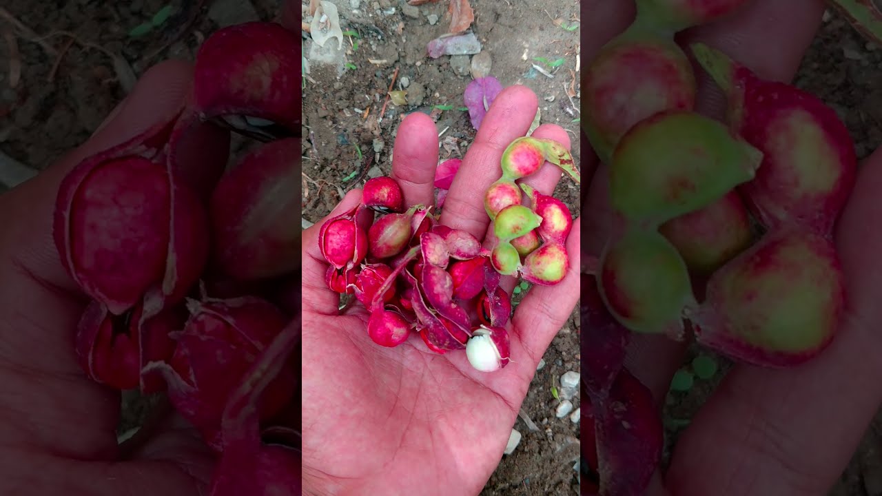 Jungle🍭Jalebi Fruit.Manila Tamarind🌈fruit.