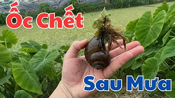 Vì Sao Ốc Nhồi Chết Nhiều Sau Trời Mưa? Nguyên Nhân Và Cách Khắc Phục