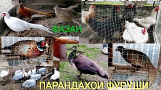 Мургхои фуруши Фазан Товус Сасарка Дакан ва тухм