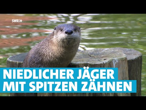 Niedlicher Jäger: Der Fischotter - das Wildtier des Jahres 2021