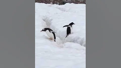 Grandma Gails trip to Antarctica