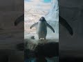 Пингвины в Московском зоопарке. Penguins. Moscow Zoo #shorts