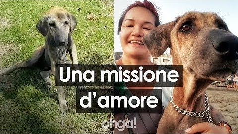 Prova per un mese intero a salvare un cane abbandonato: "Era malnutrito, ma ora è tornato a vivere"
