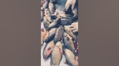 Cá rô đầu nhím thịt