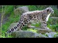 Lecture 08 wildlife of Pakistan introduction 