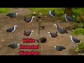 Traditional Bird Trap Method Waterhen  #BANaturalTv
