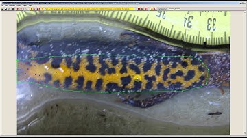 I3S Pattern+ Newt Annotation