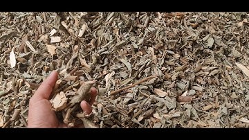 Bán cây an xoa khô và cây giống  A Thiện 0702567999