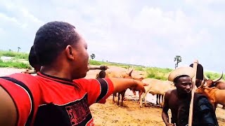 NANI ALISEMA SINA NG'OMBE 🐄  UNAFIKIRI DUGEHU KAMA NELEMI MBASANDO