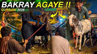 Finally Hamare Qurbani Ke Bakrey Agaye  