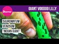 Giant Voodoo Lilly -Sauromatum venosum 'Indian Giant' - Tropical style plants