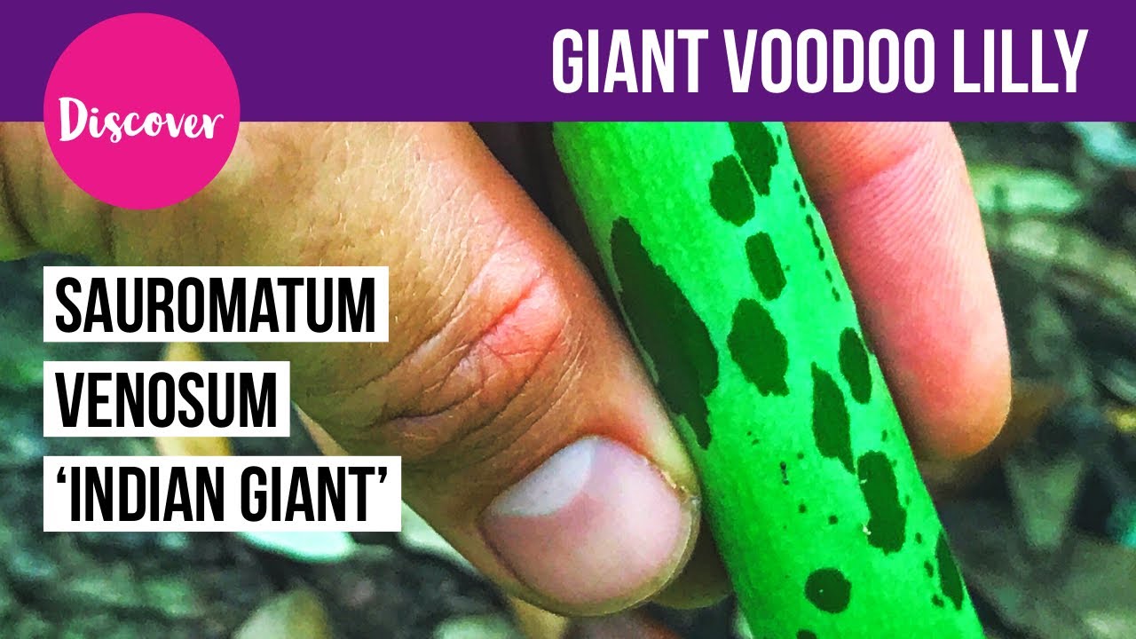 Giant Voodoo Lilly -Sauromatum venosum 'Indian Giant' - Tropical style plants