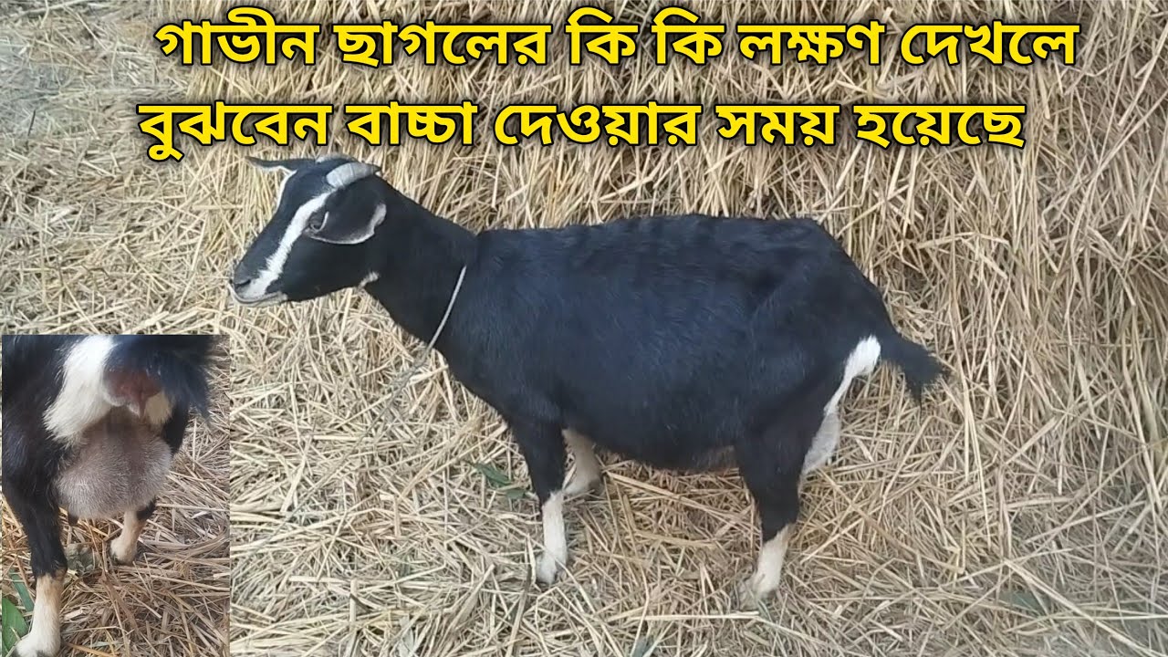 ১২ ঘন্টা আগেই কিভাবে বুঝবেন গাভিন ছাগলের বাচ্চা হবে/ছাগলের বাচ্চা হওয়ার পূর্বের কিছু লক্ষণ/goatfarm