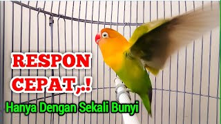 RESPON CEPAT Hanya Dengan SEKALI BUNYI,!  Lovebird FIGHTER Pancing EMOSI Lawan Lekas Ngekek