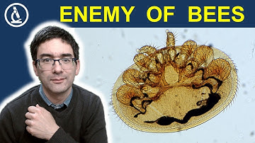 How I put Varroa mites under the microscope 🔬 Preparation and observation | 250