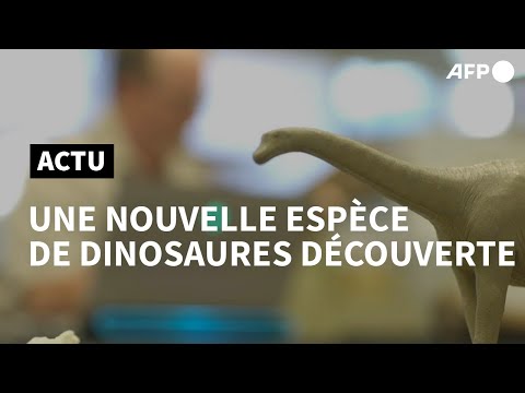 Vidéo: Un Nouveau Ptérosaure Jurassique Découvert En Angleterre - Vue Alternative