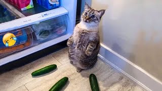🤣🐱 So Funny! Funniest Cats and Dogs 2024 😹🤣 Best Funniest Animals Video 2024 # 18