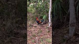 Roosters At Kokee State Park