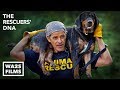 Best Friends With Hope For Paws Rescue Dogs & Kittens After Hurricane