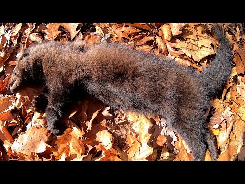 Trapping 2024 | Oct. 25 - Oct. 30 | Raccoon, Weasel, Fisher