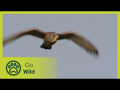 Tapas and Entrees - Wild Menu 20/26 - Go Wild