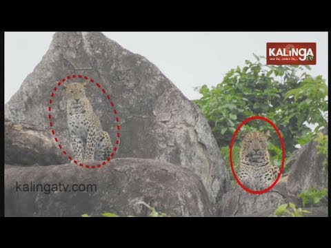 Nuapada: Two tigers spotted at forest near village, forest department notified | Kalinga TV