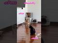 Рекс и Ночка #cat #кот #sh #shorts