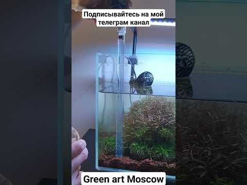Видео: https://t.me/greenartmoscow/1436