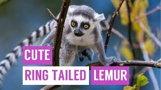 Cute Baby Ring Tailed Lemur Compilation