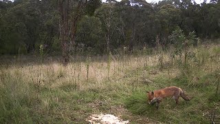 (1) Let’s restore my off grid property Cabin Life, inland of North NSW Australia