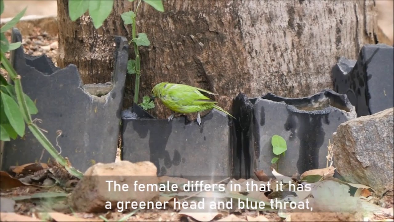 Kasi Rayappa, Male and Female Jerdon's leafbirds 