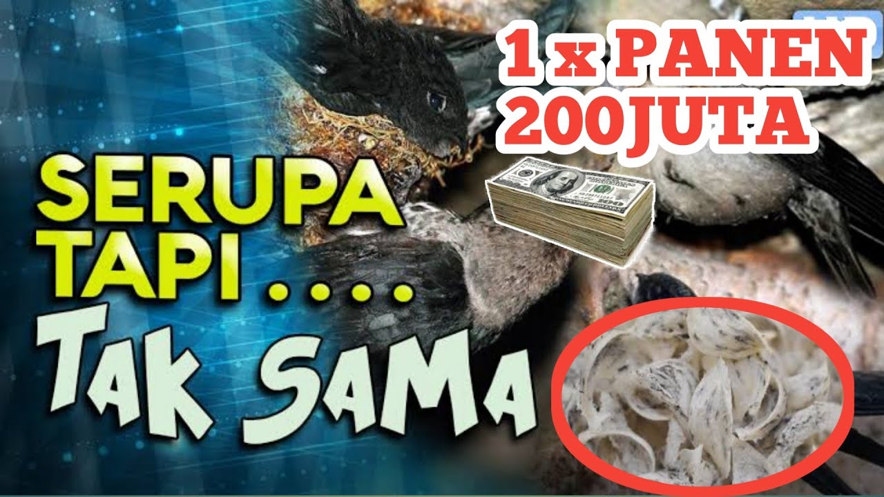 PANEN BURUNG WALET!! SAMPAI 2xxxM 