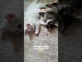 صغير البيت Youtubeshorts Cat Yourcat Kitten النظافه Yourpet