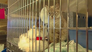 Michigan considering ban on declawing cats, Green Bay area veterinarian explains why